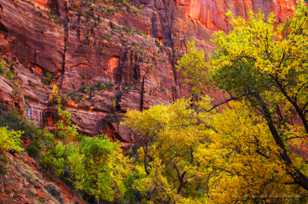 Zion, Fall color-4643.jpg